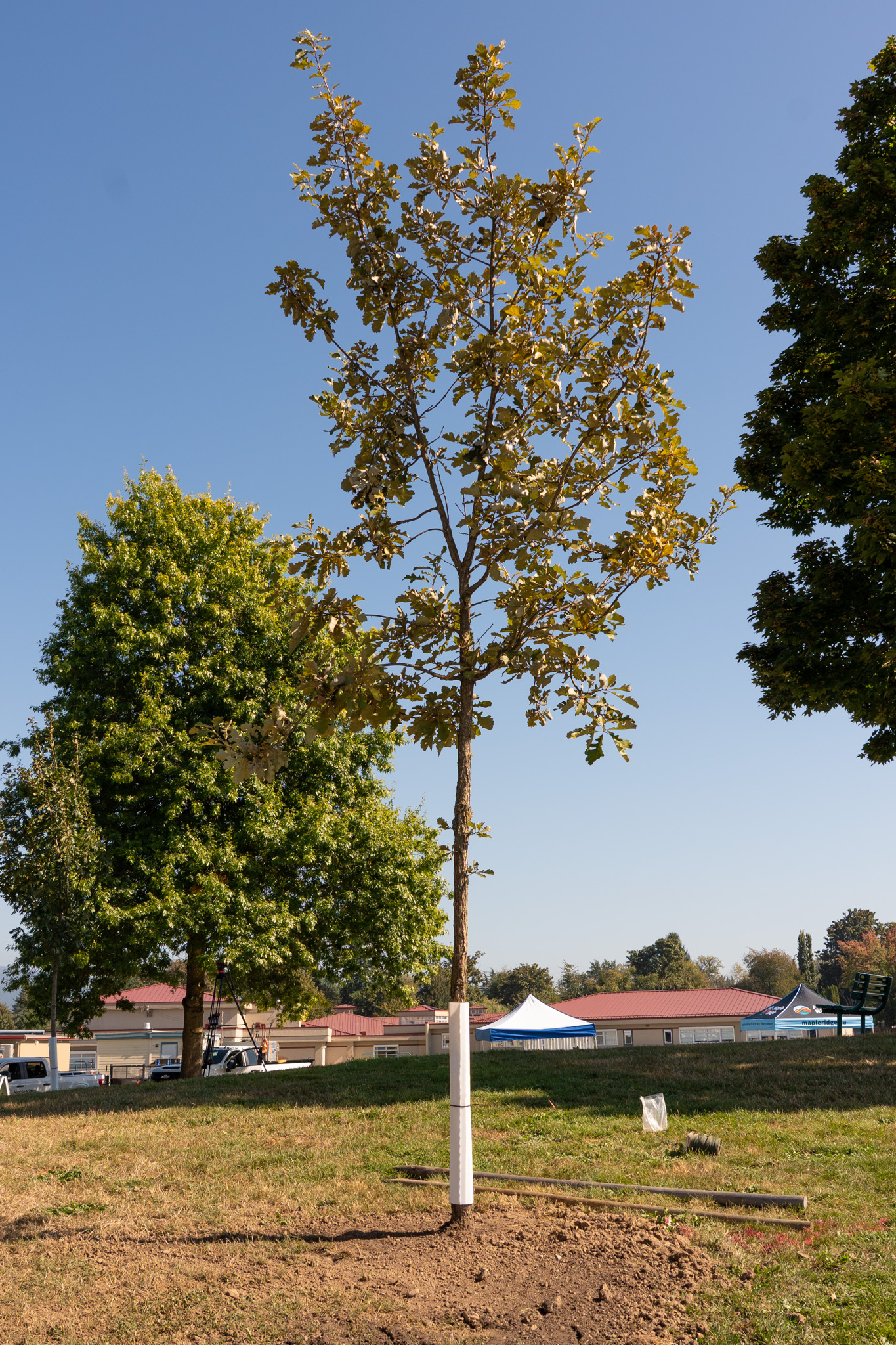One of the trees planted at Alouette Park by students during a joint tree planting drive with the city.
