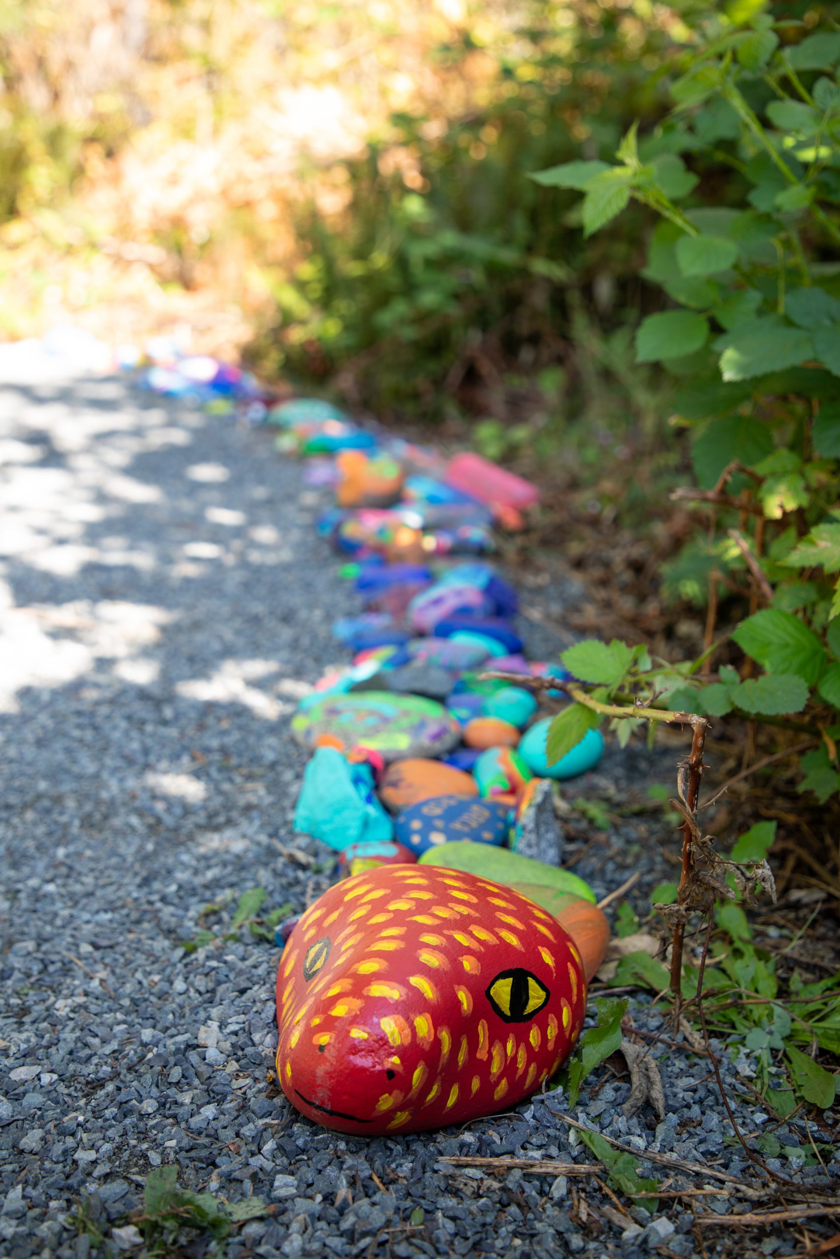 Painted rocks form a kindness snake in the trail behind c̓əsqənelə Elementary.